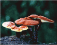 /album/fotogaleria/ganoderma-lucium-reishi-extract-jpg-gif/